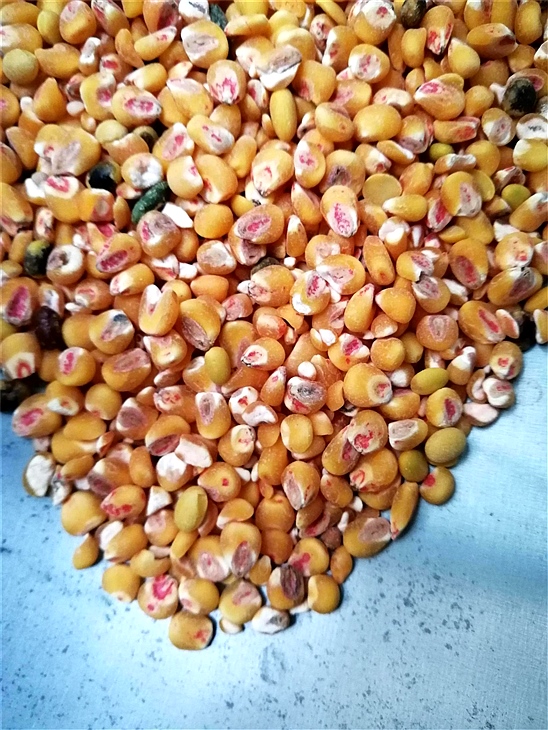 去榴莲视频黄色药种子包衣外皮去皮机